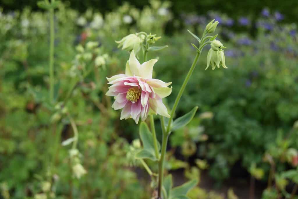 Aquilegia vulgaris var. stellata 'Nora Barlow' ---